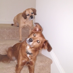 Fundraising Page: Katie Treiber